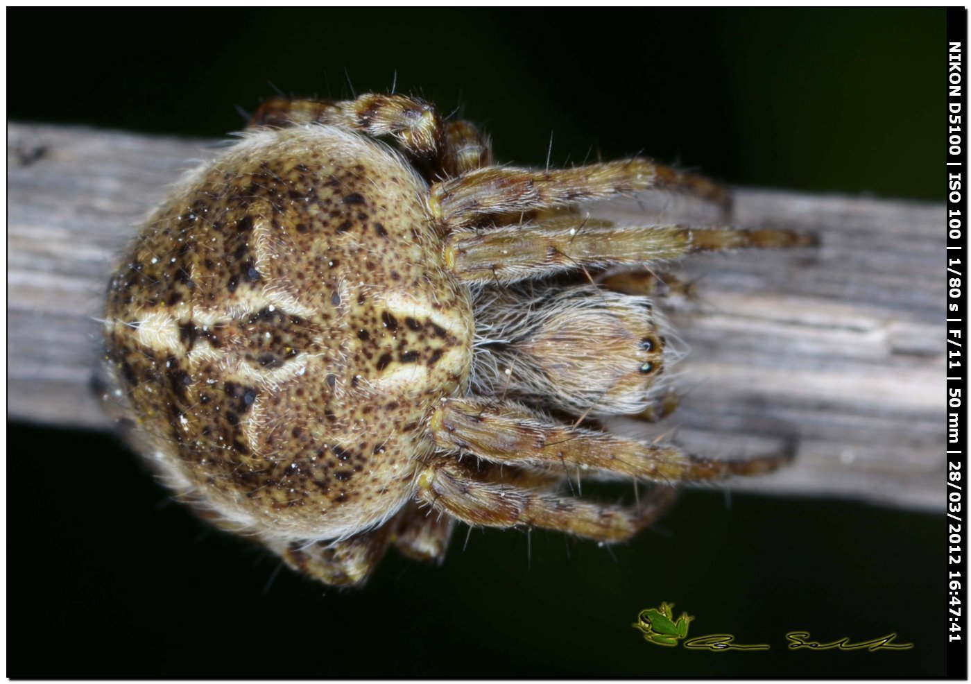 Agalenatea redii