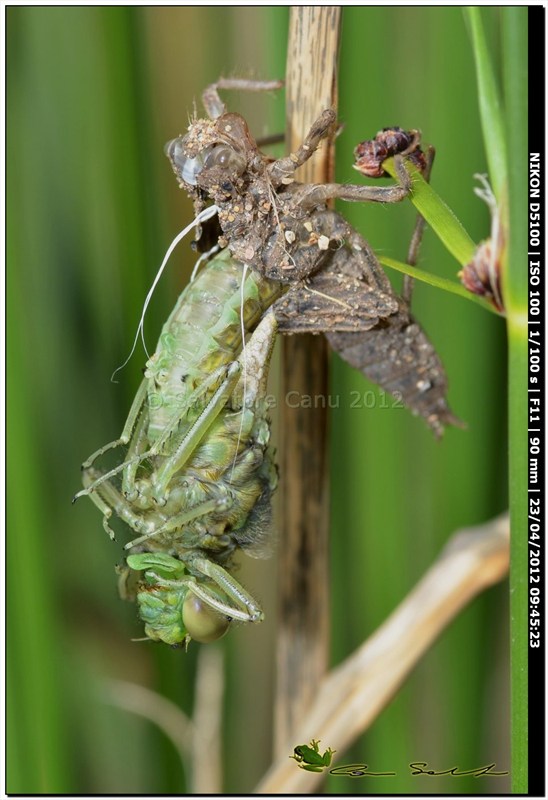 Orthetrum cancellatum, metamorfosi