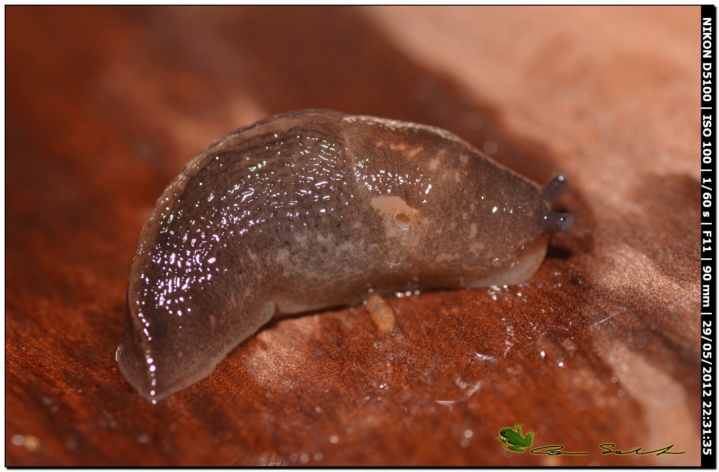 Limax gruppo corsicus?