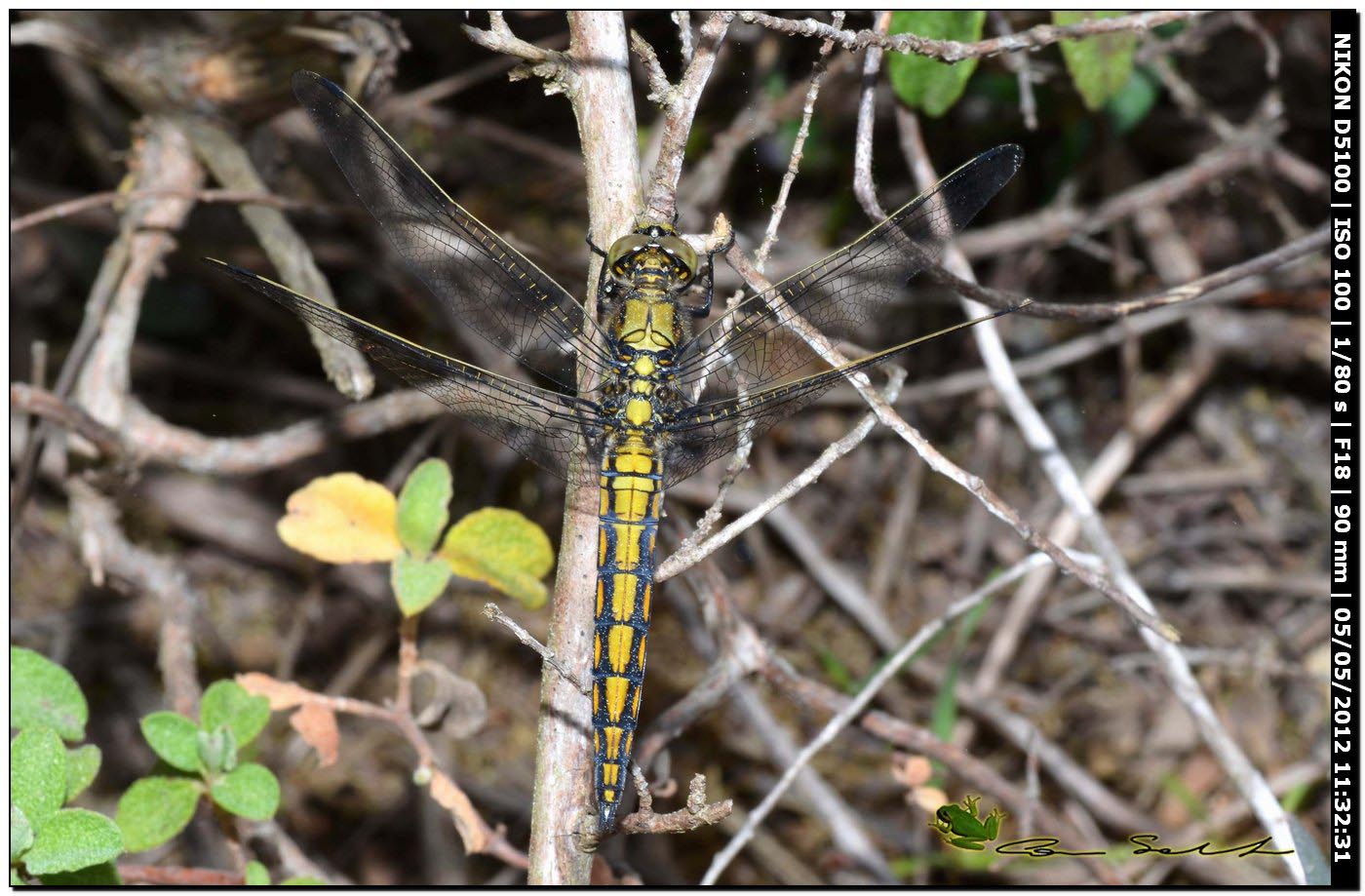 Orthetrum cancellatum