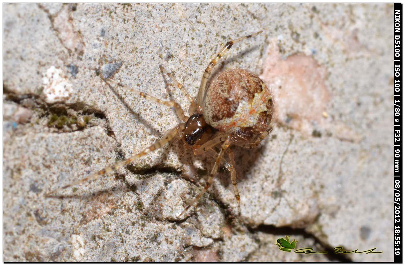 Theridion sp. ♀