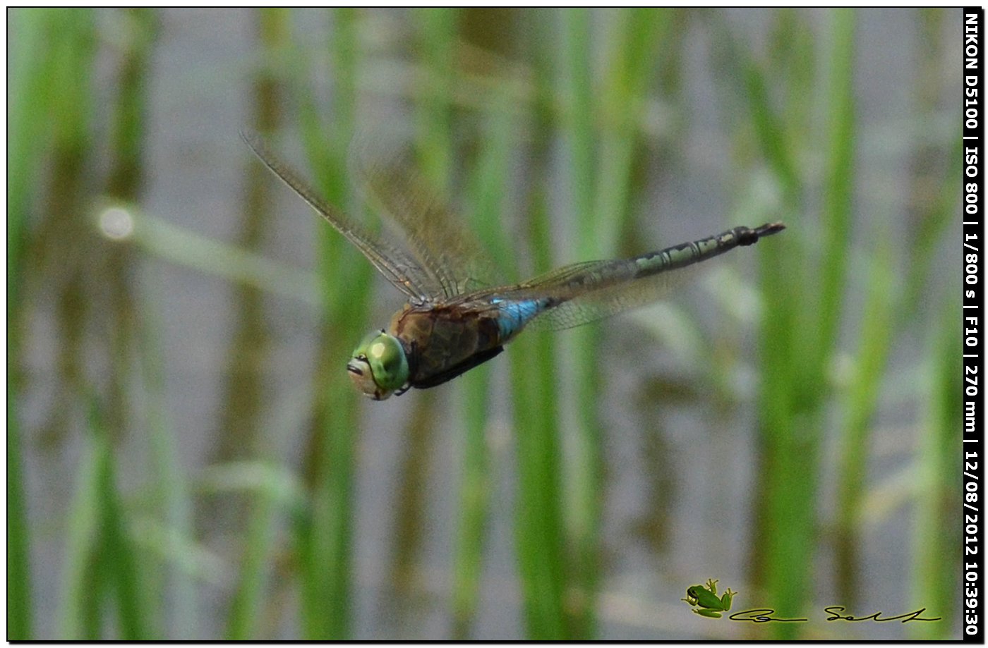 Anax parthenope ♂, terzo tentativo