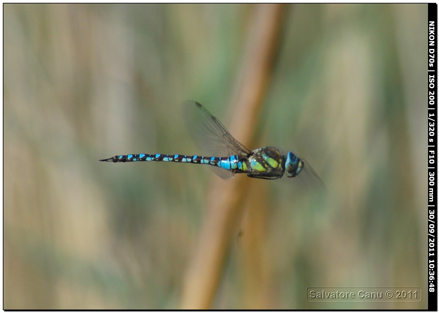 Aeshna mixta in volo con tecnica trap-focus