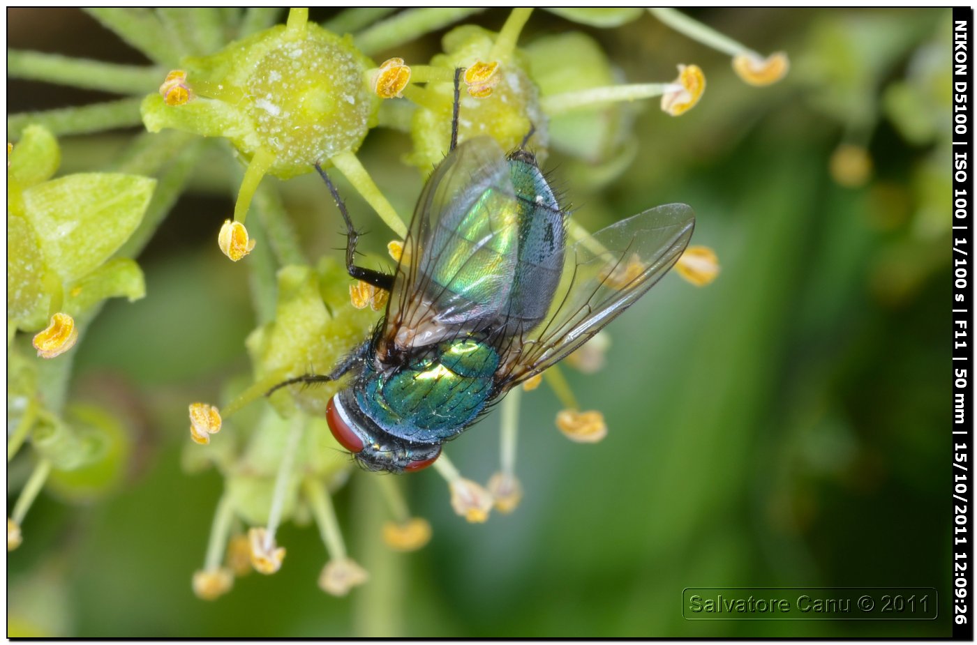 Lucilia sericata