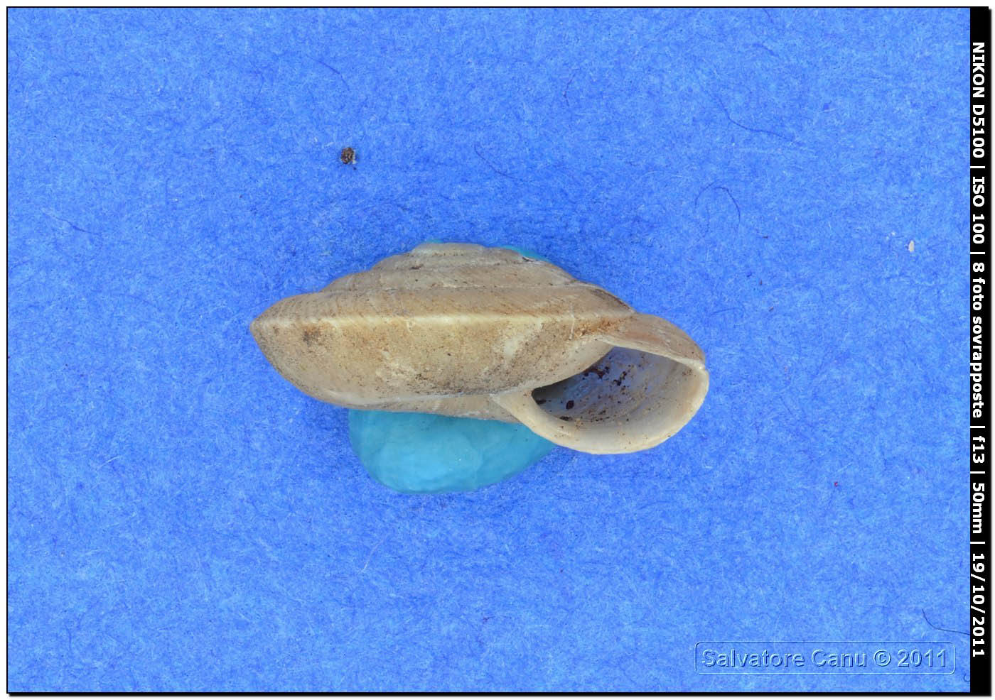 Caracollina (Caracollina) lenticula