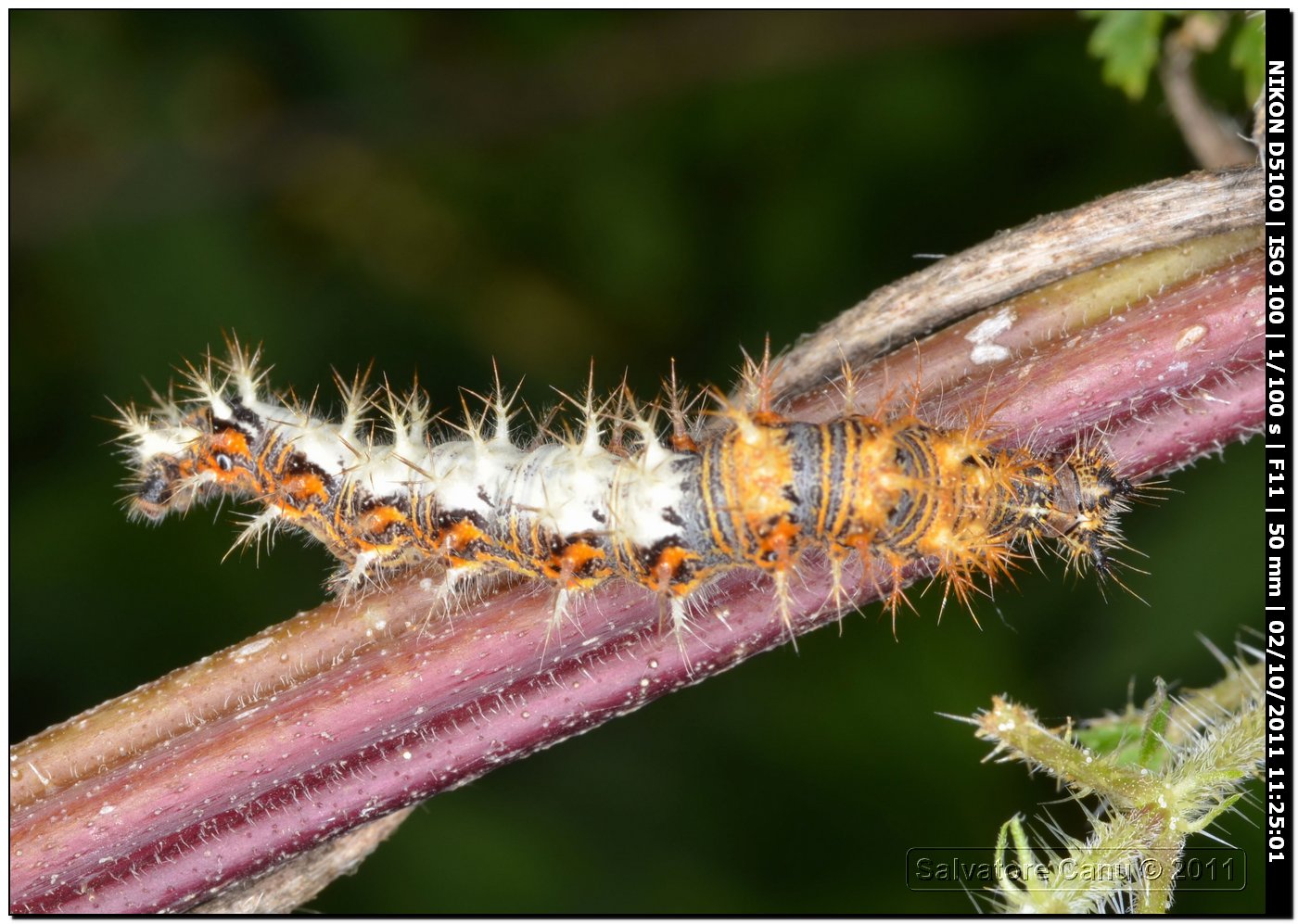 bruco da determinare - Polygonia c-album