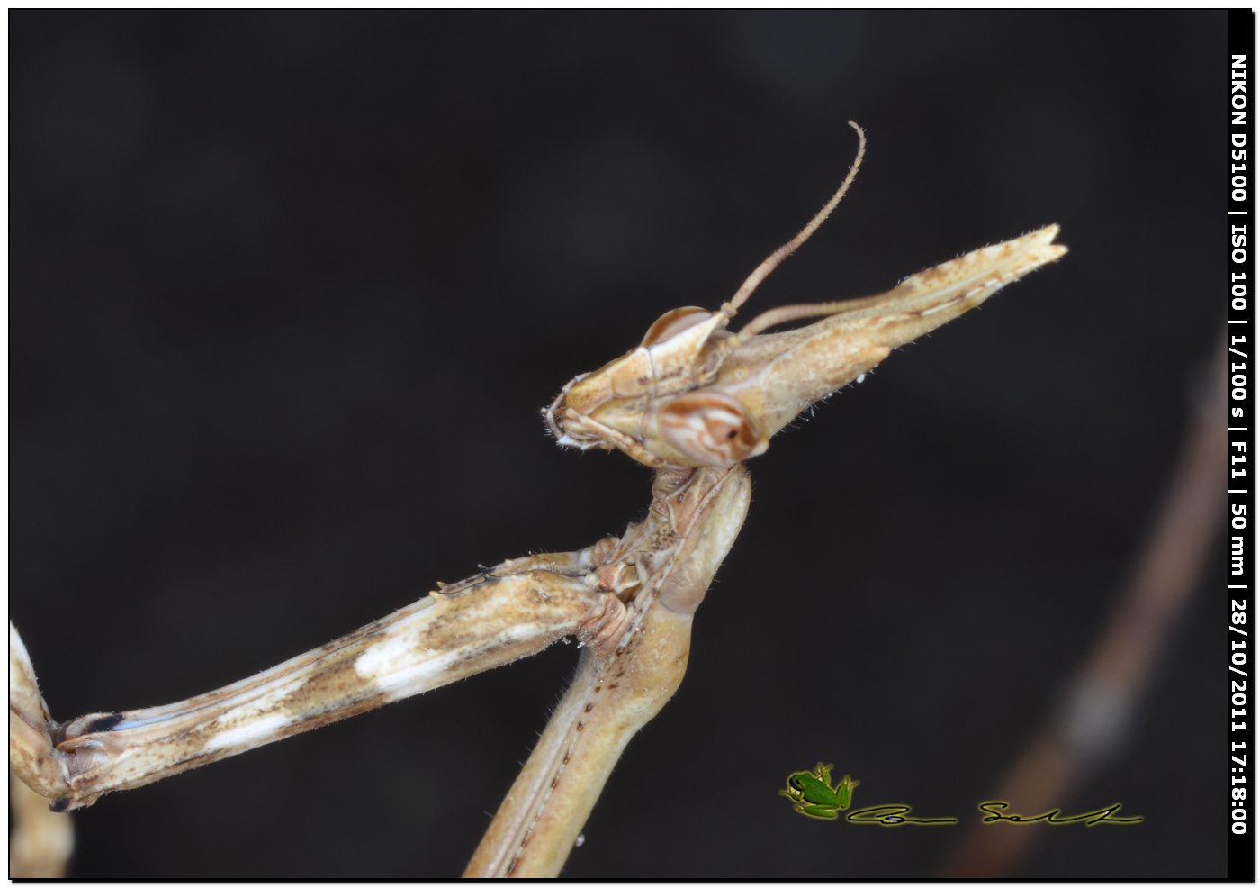 Empusa pennata