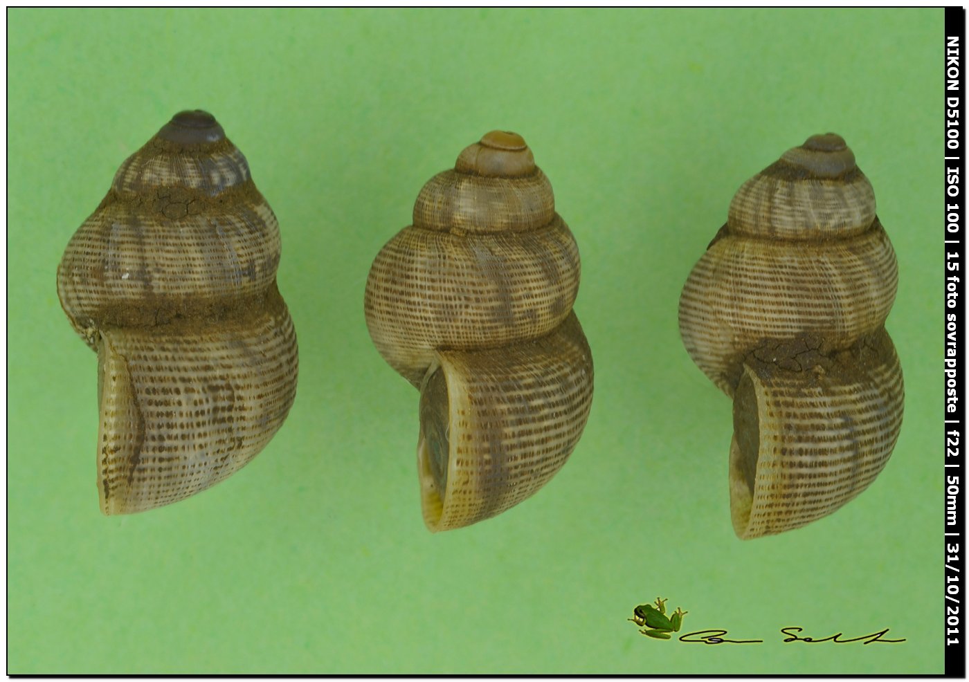 Pomatias elegans