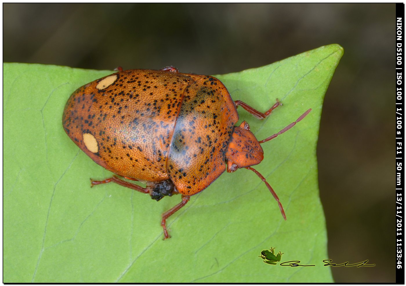 Scutelleridae: Solenosthedium bilunatum della Sardegna