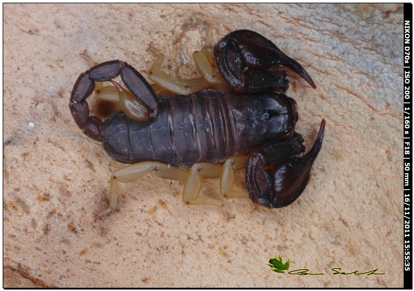 Euscorpius flavicaudis