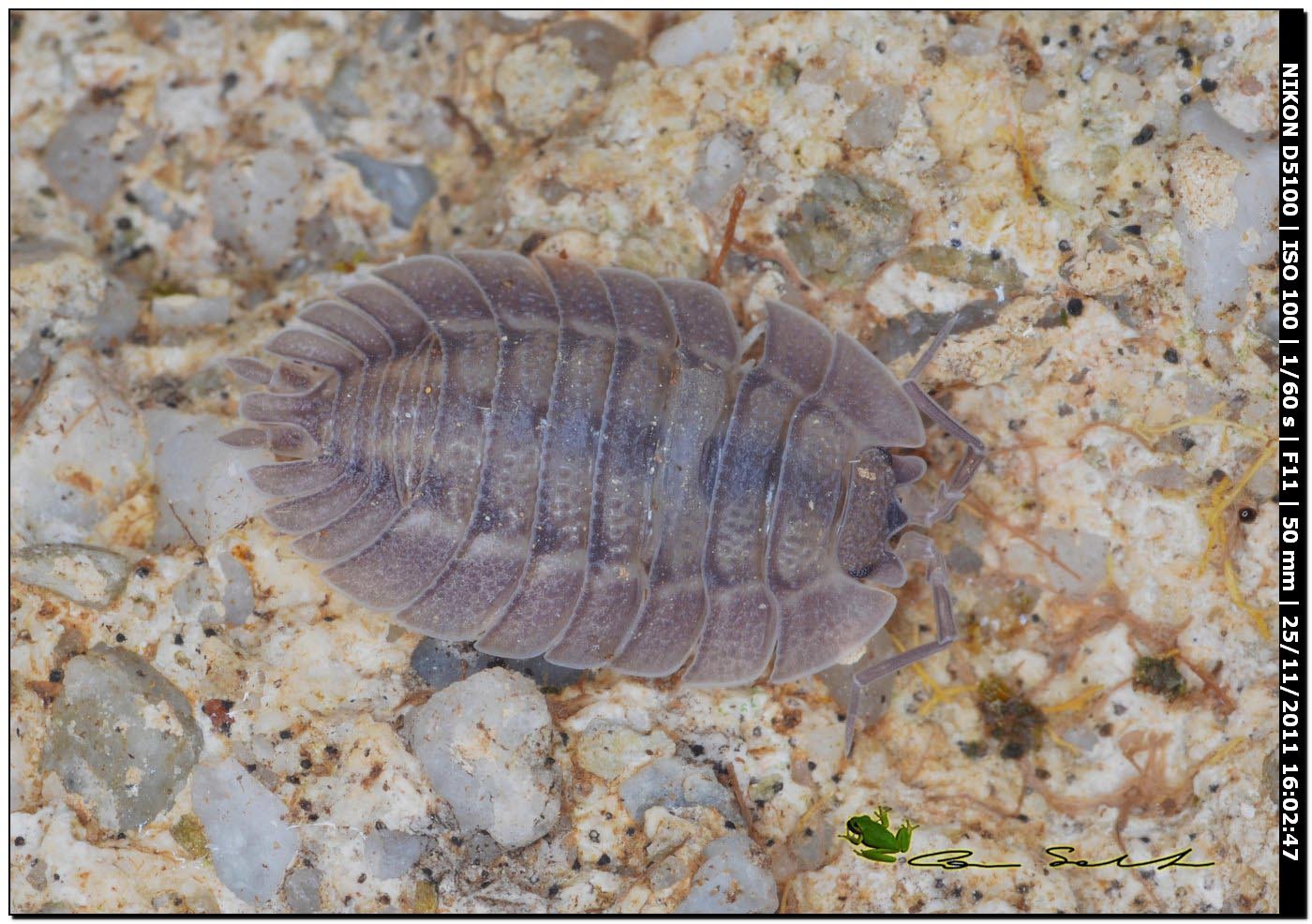 Porcellio dilatatus