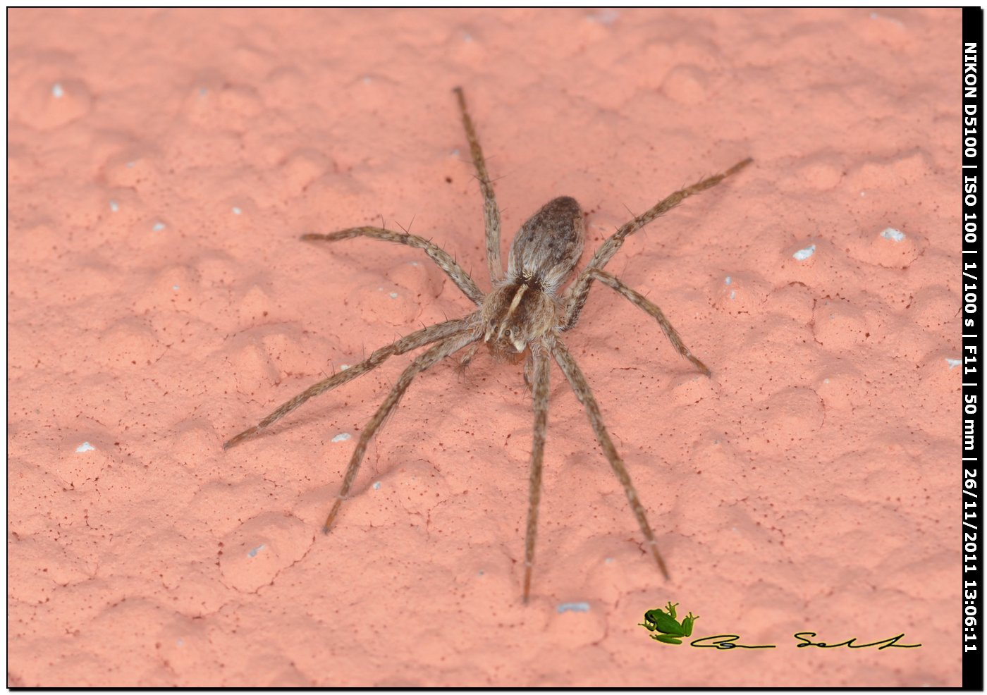 Pisaura mirabilis