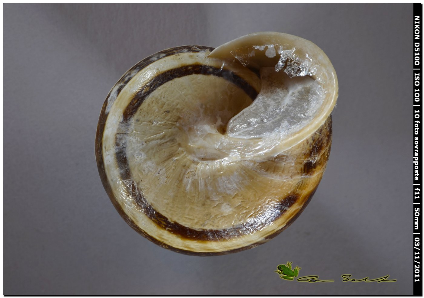 Eobania vermiculata