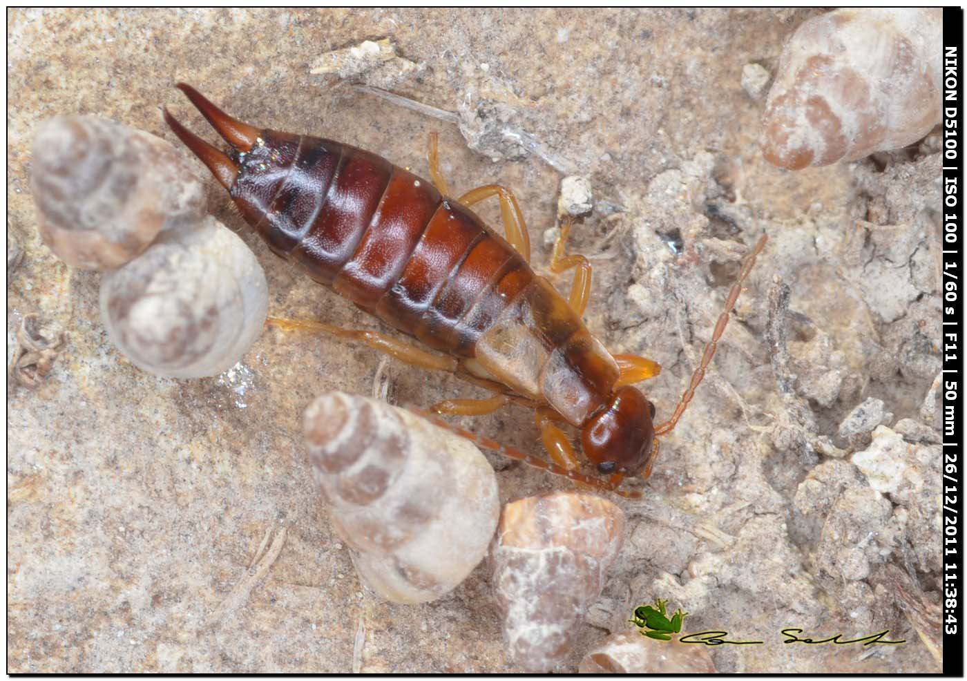 femmina di Forficula decipiens?