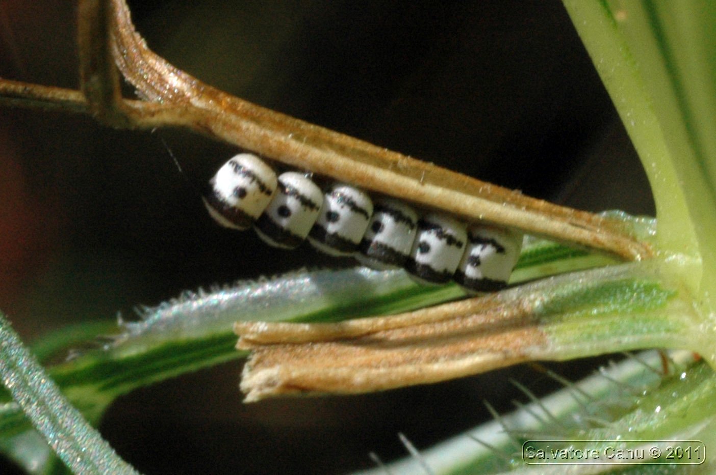 Pentatomidae: Eurydema ornata di Sardegna (SS)