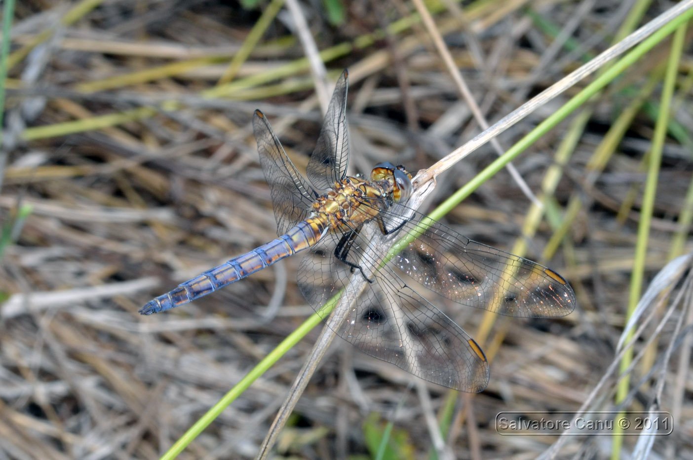 Dubbio?? Trithemis, Crocothemis e/o ....