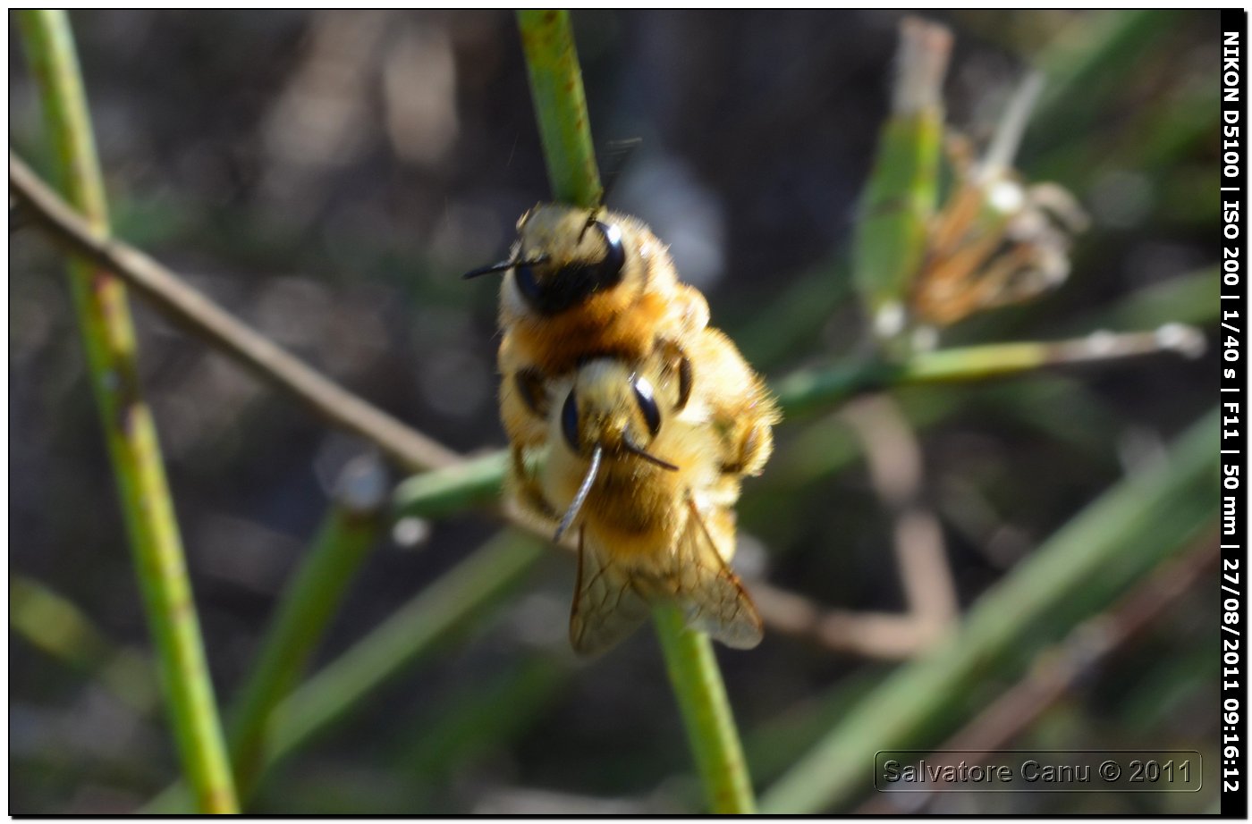 Coppia di Dasypoda hirtipes (Apidae Melittinae)