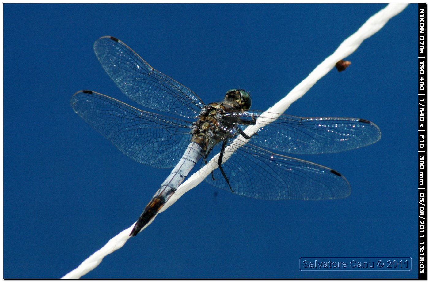 Orthetrum cancellatum maschio
