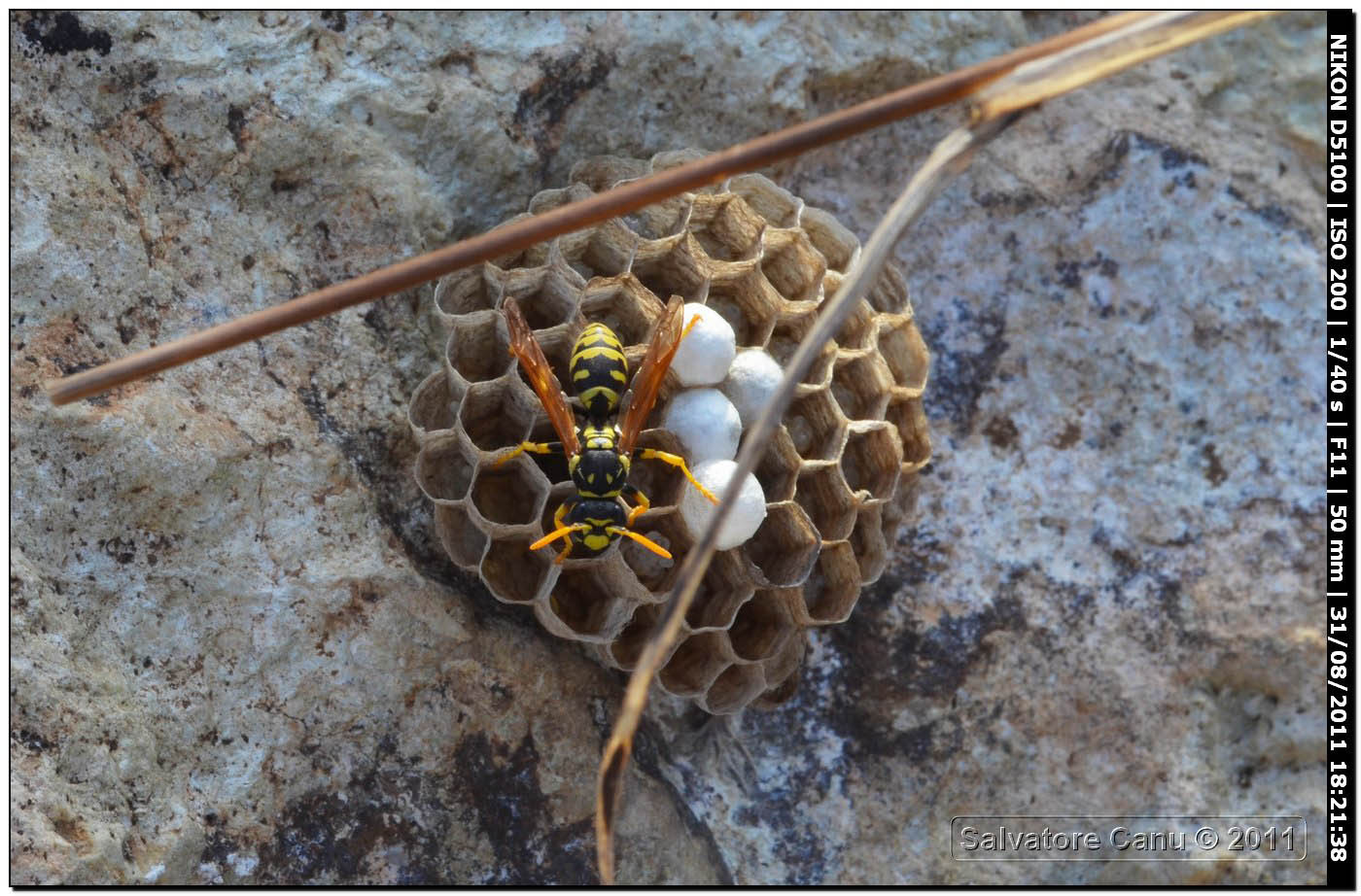 Nido di Polistes