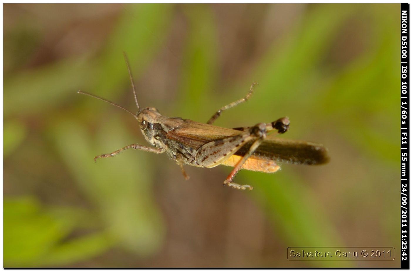 Ortotteri... spaziali: Aiolopus thalassinus
