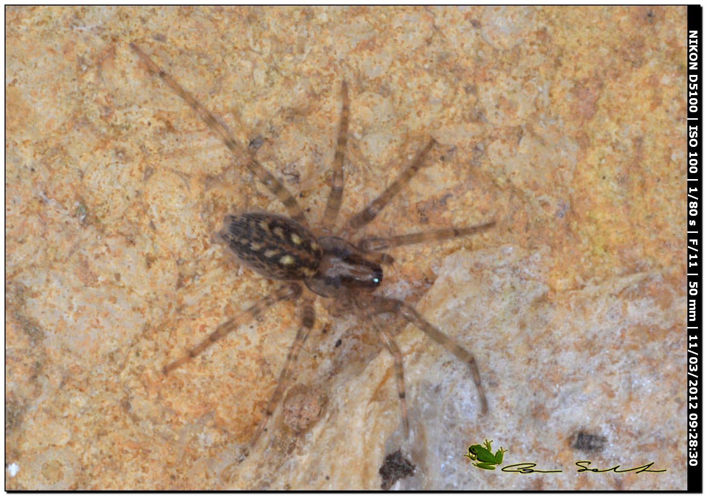 Tegenaria o Malthonica sp.