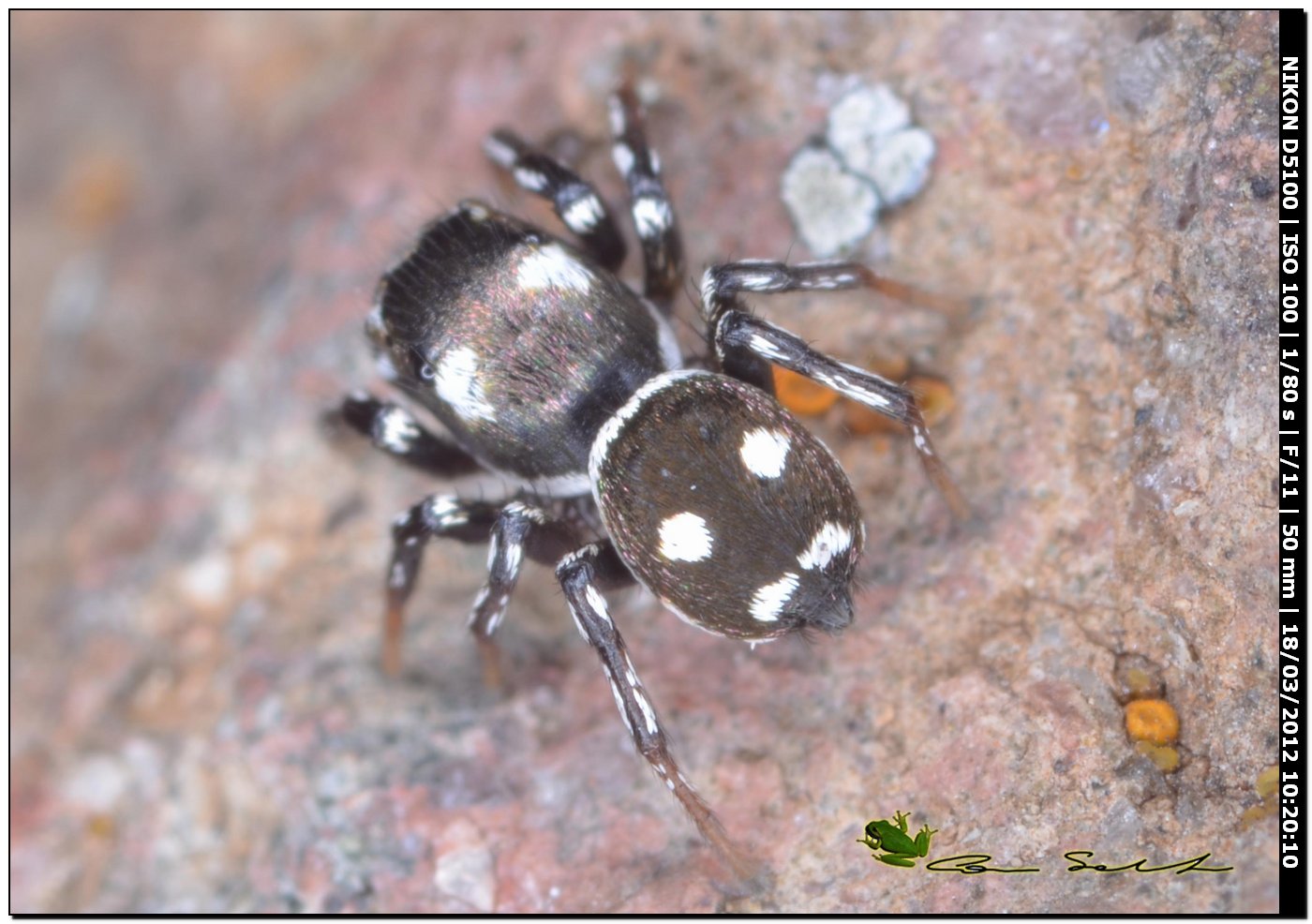 Heliophanus sp.