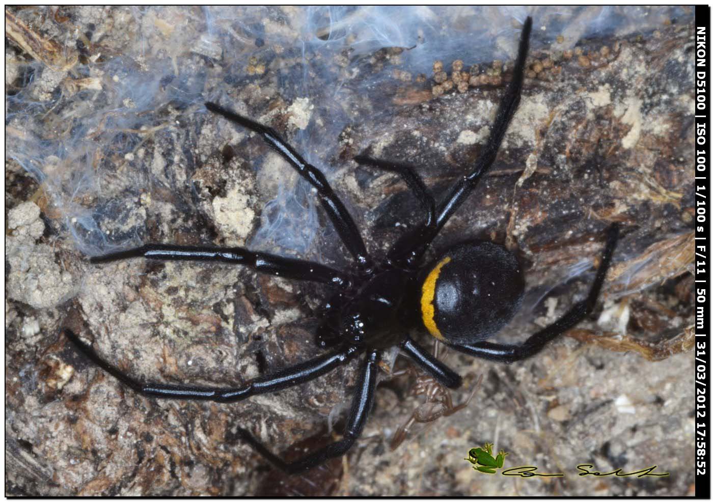 Steatoda paykulliana