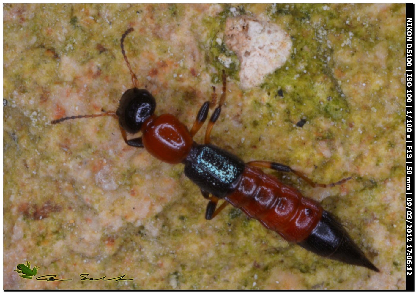 Paederus littoralis da Usini