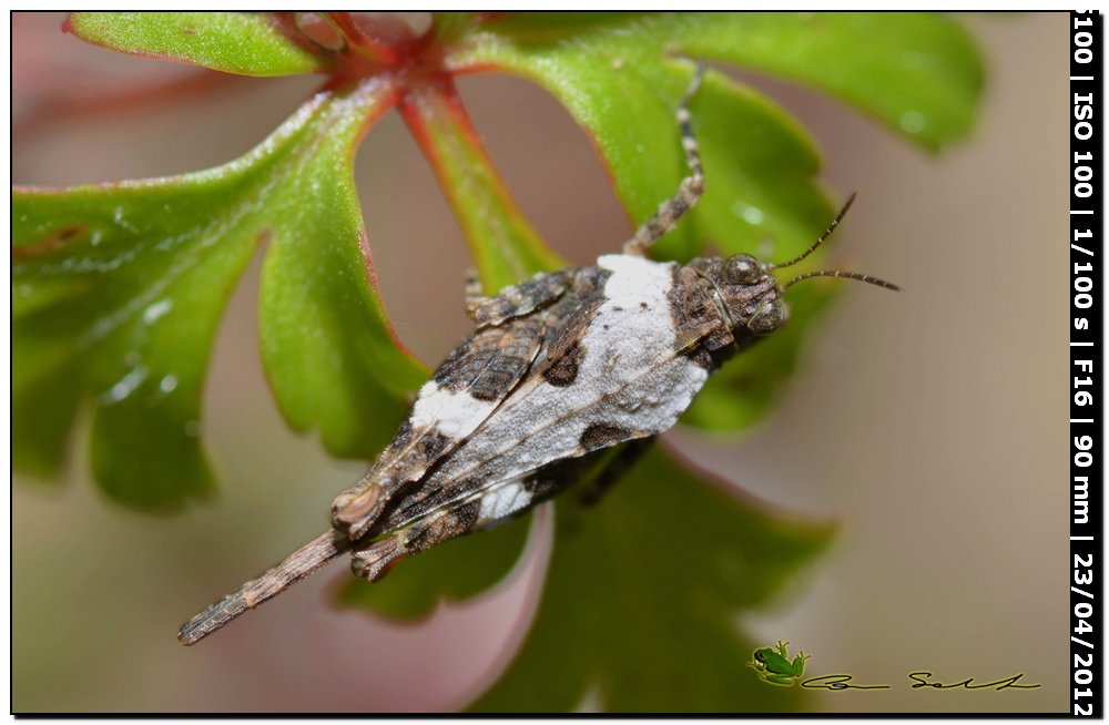 Tetrigidae: probabile  Paratettix meridionalis