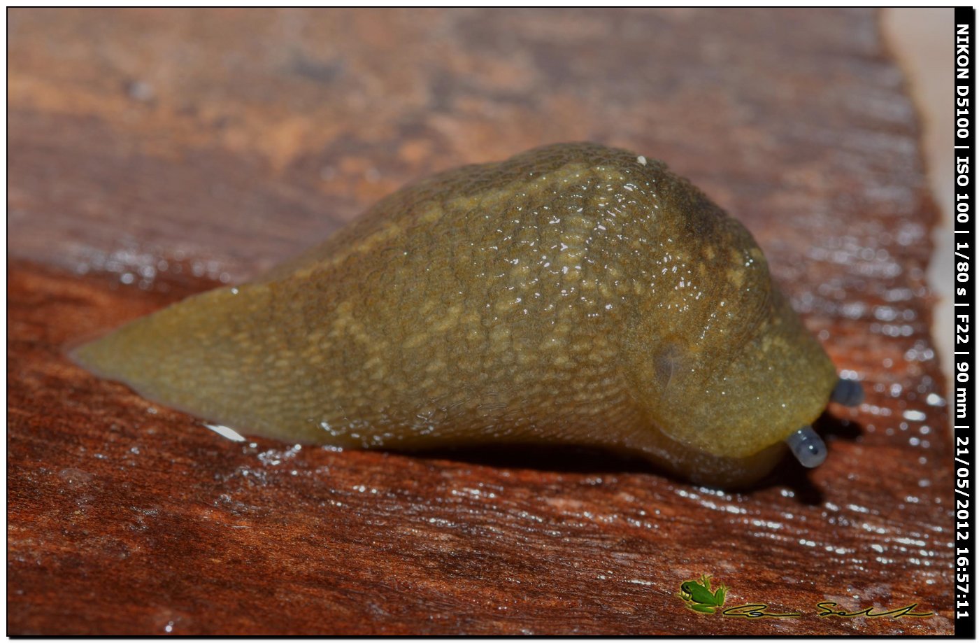 Limacus flavus da Sassari