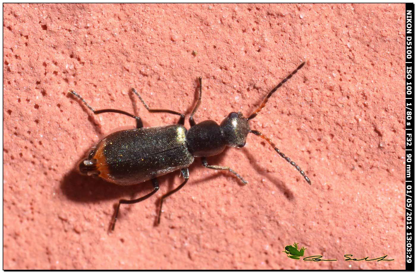 Piccolo malachiidae: Charopus nitidus