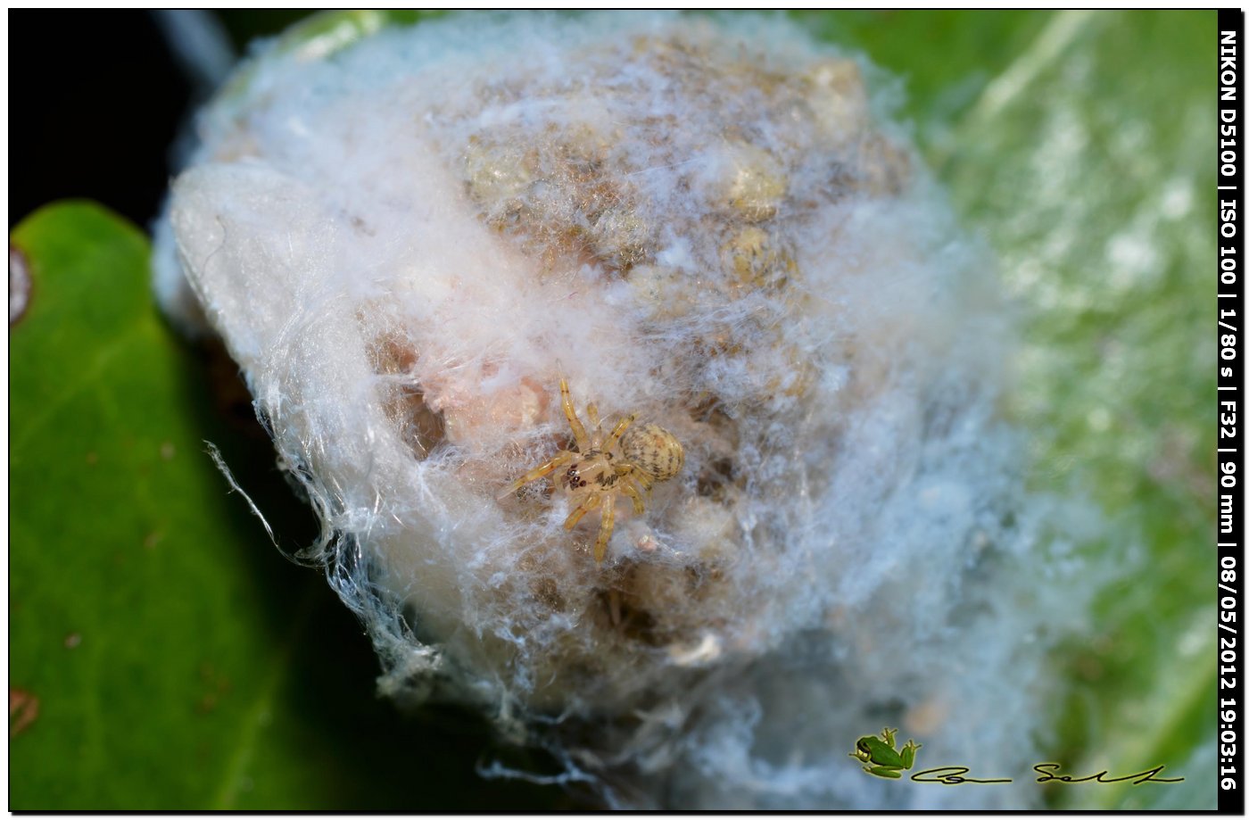 Ovisacco di Zoropsis sp.
