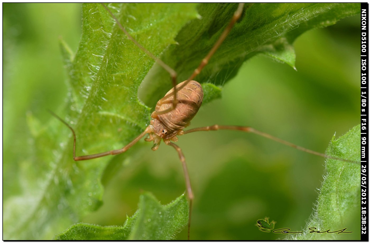 Opilio sp. da Ittiri 136