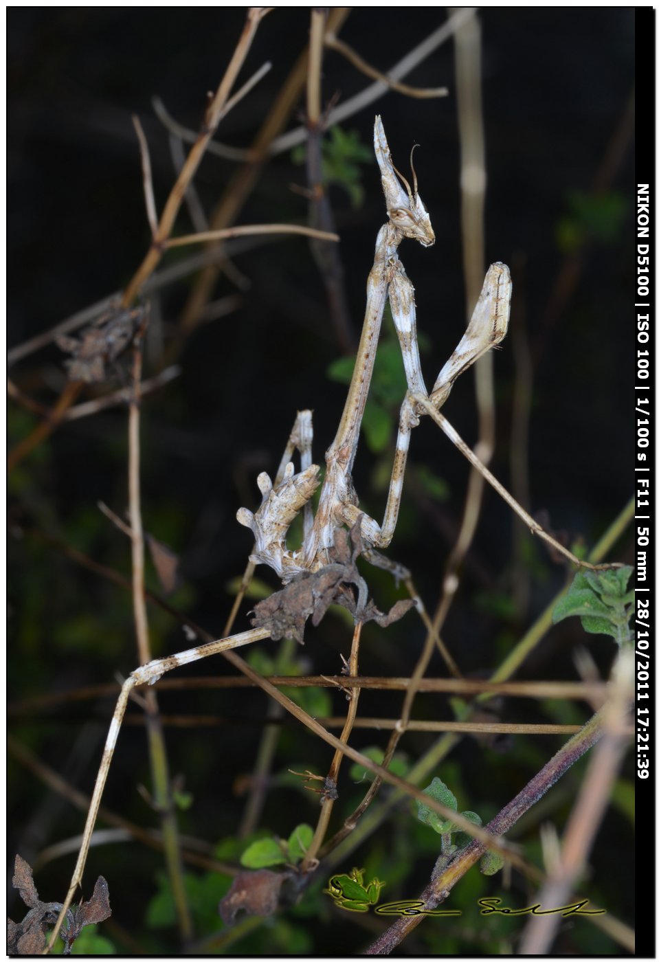 Empusa pennata