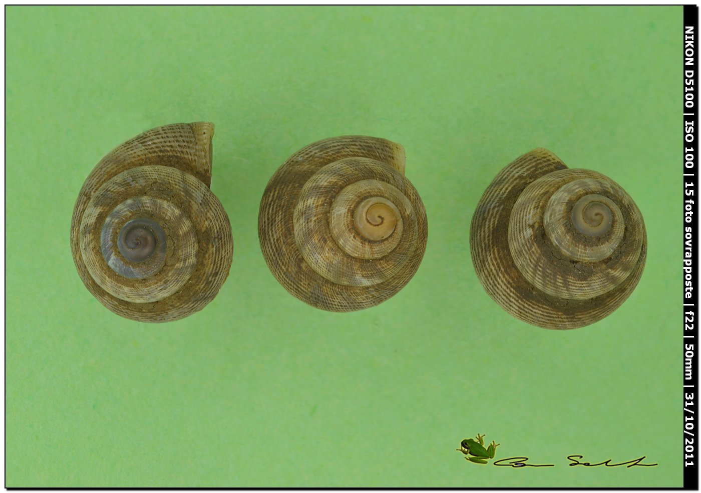 Pomatias elegans