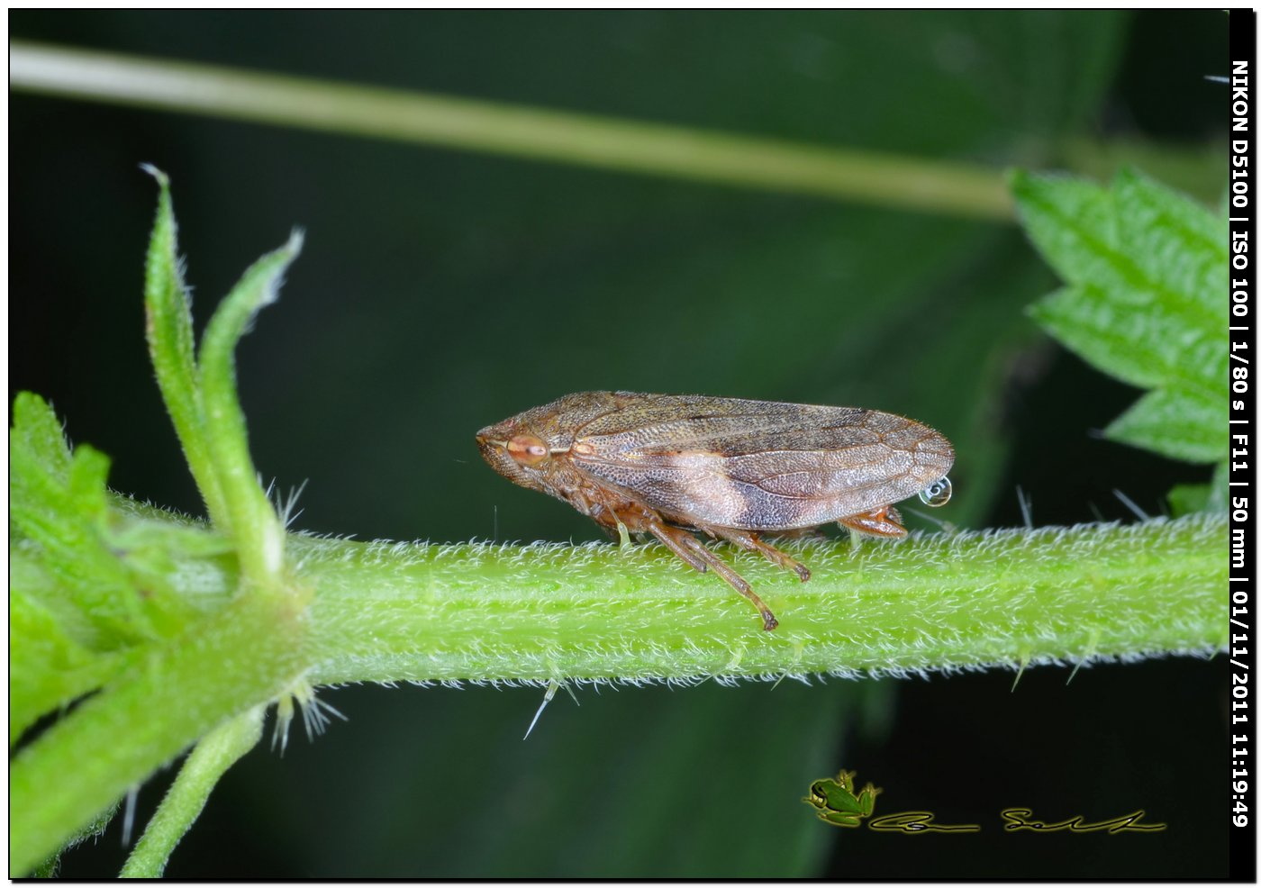 Cixiidae?.....quasi: Aphrophora alni; Sardegna