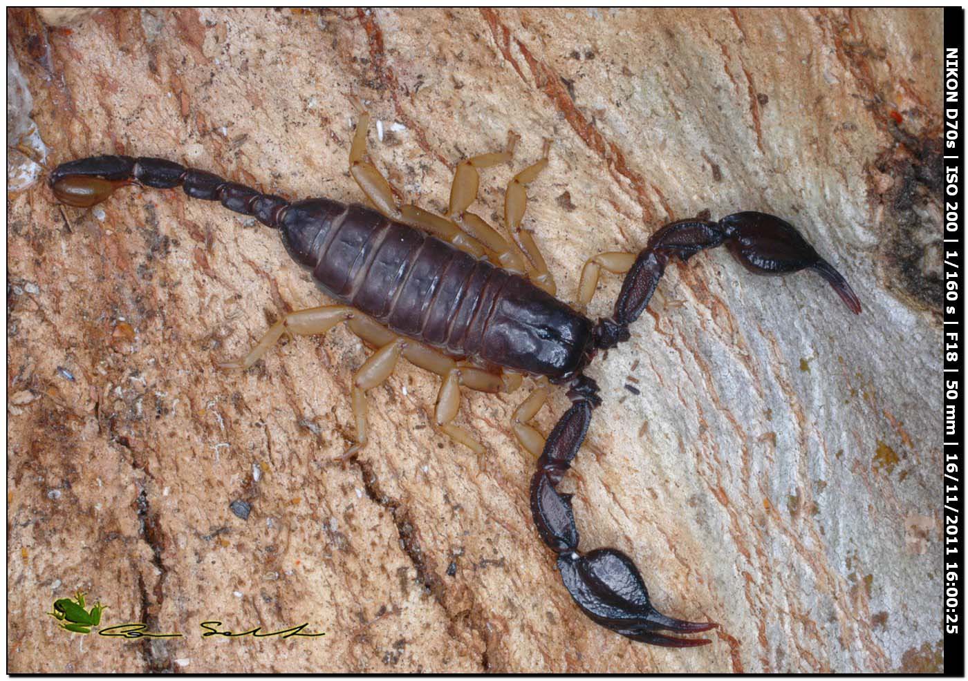 Euscorpius flavicaudis