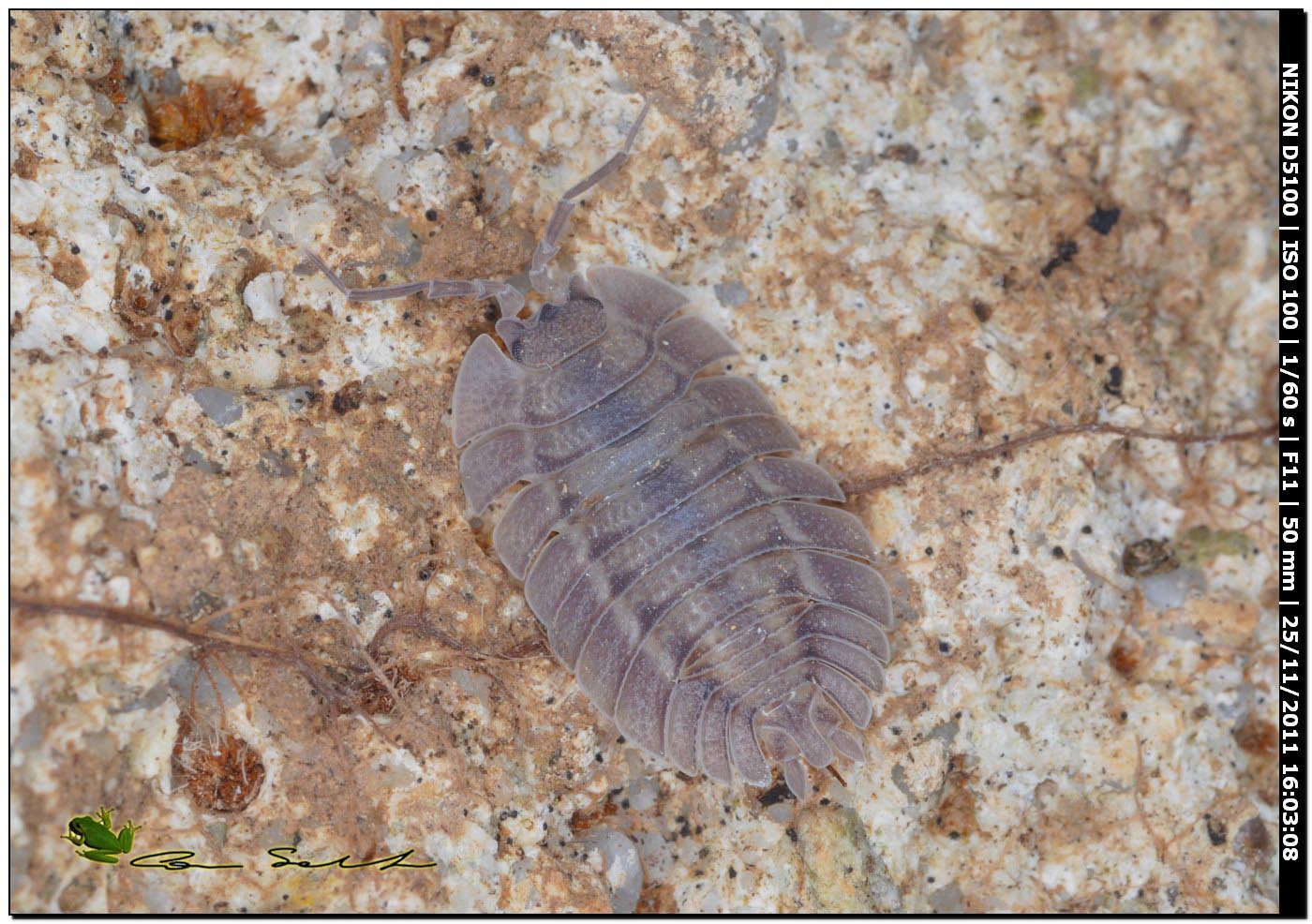 Porcellio dilatatus