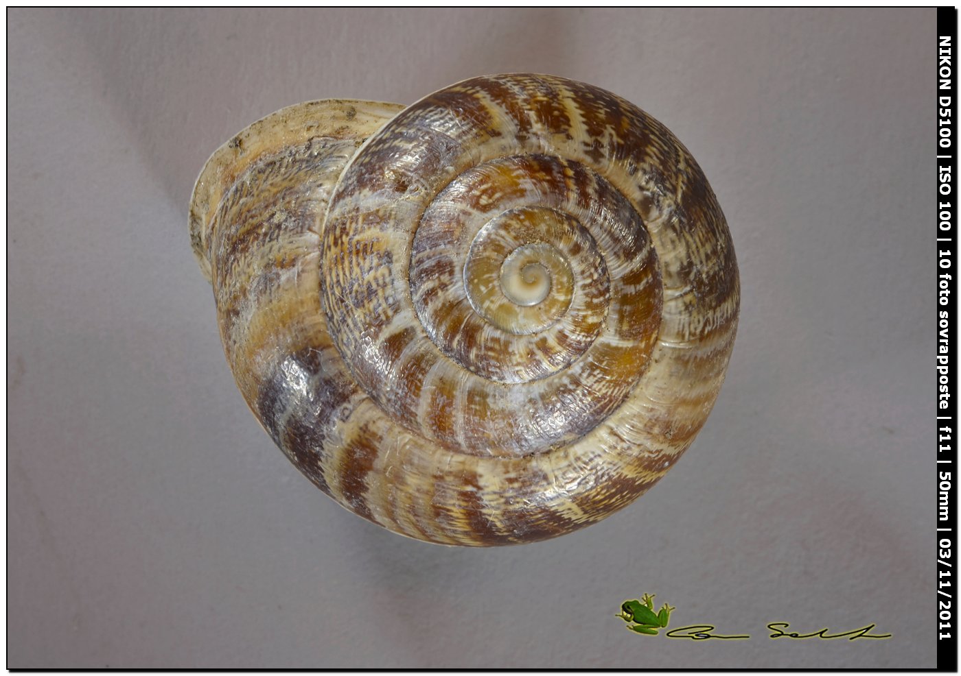 Eobania vermiculata