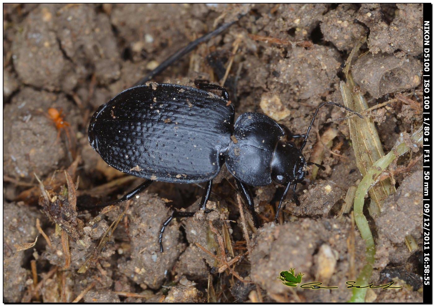 Carabidae da id.: Licinus punctatulus