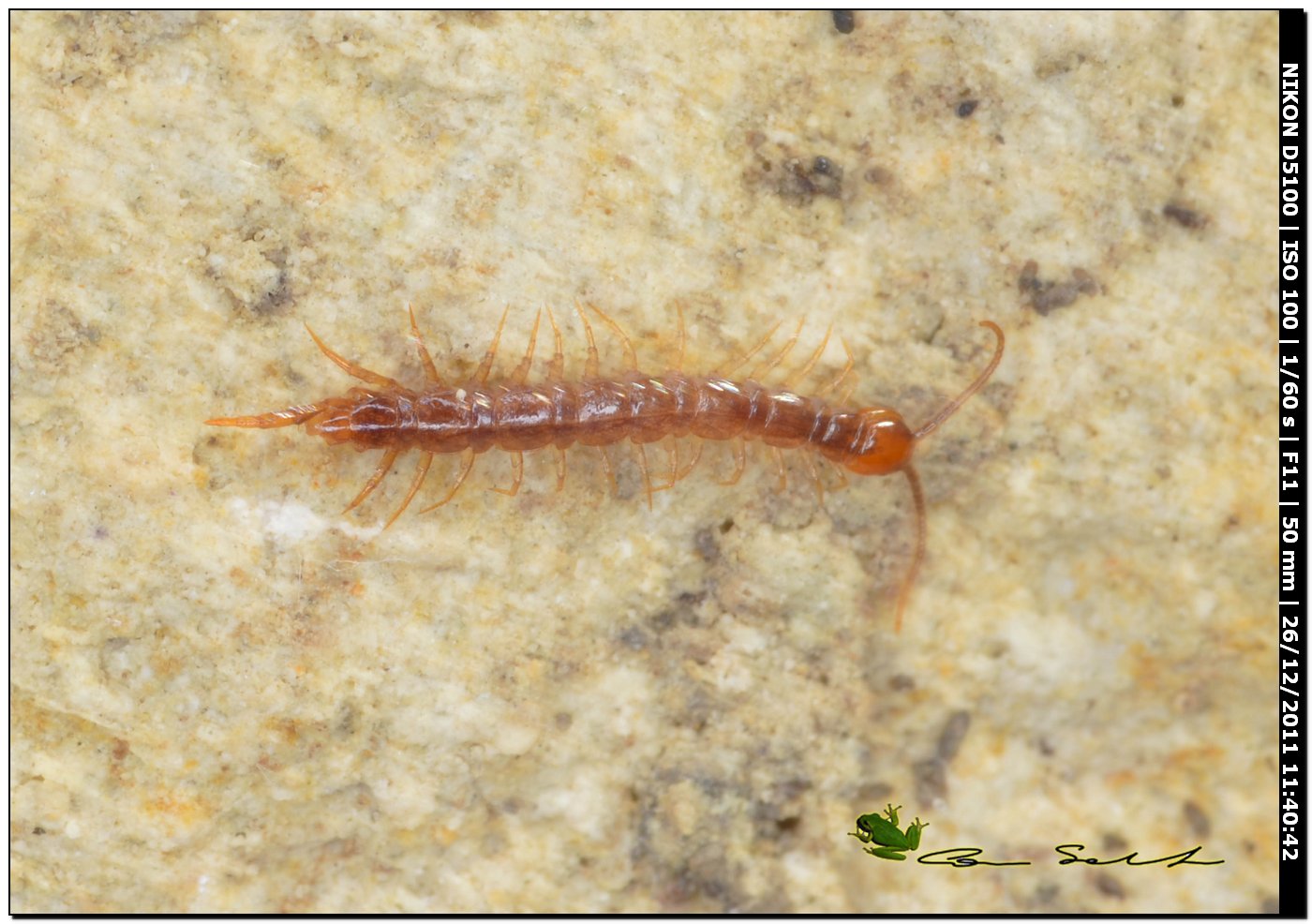 Lithobius sp.