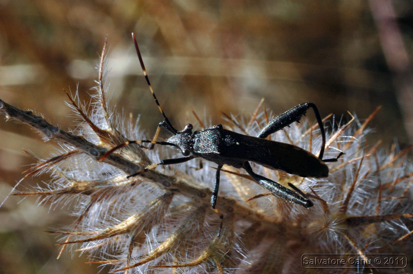 Alydidae: Camptopus lateralis di Usini (SS)