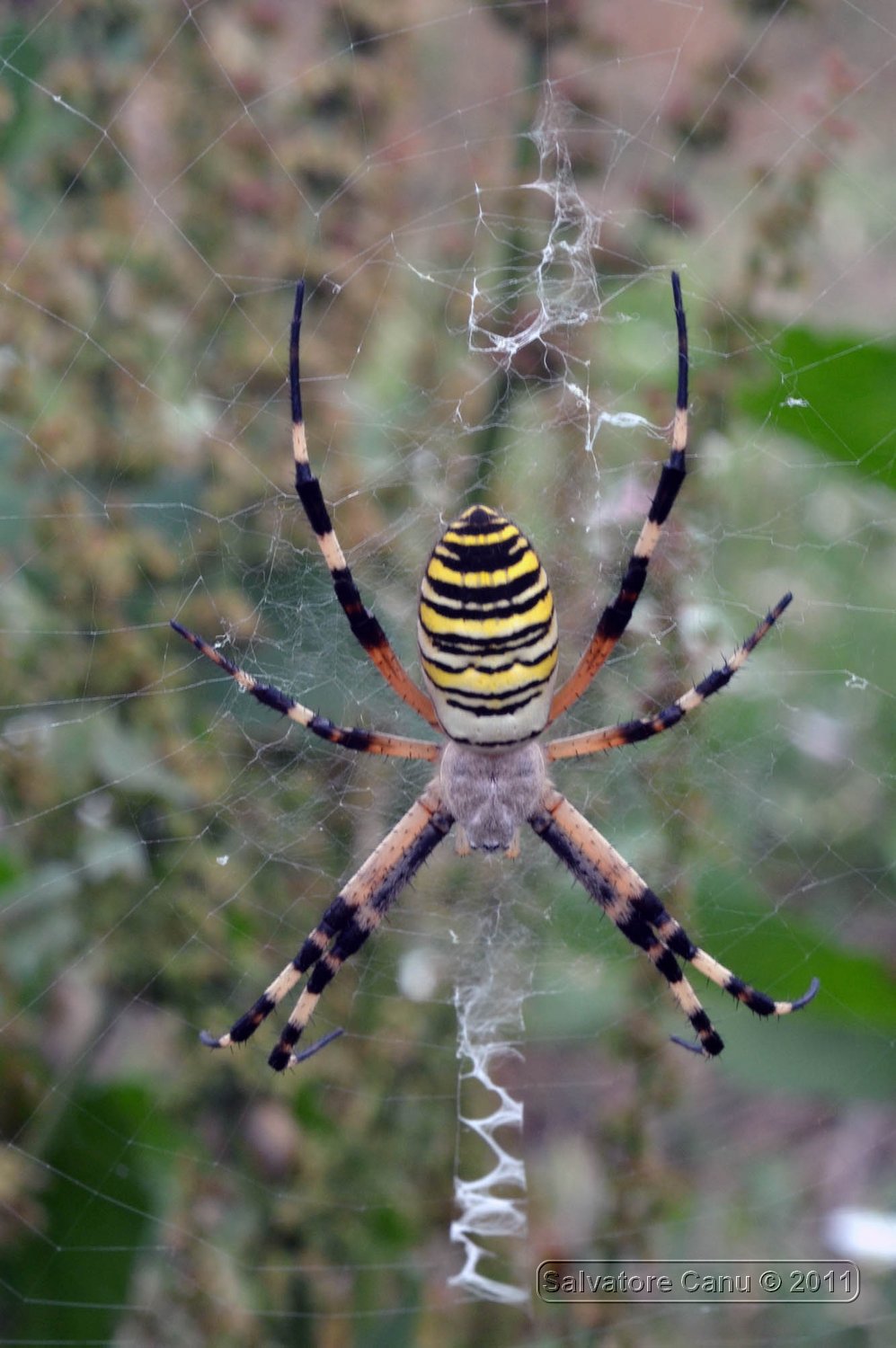 Argiope bruennichi femmina con preda