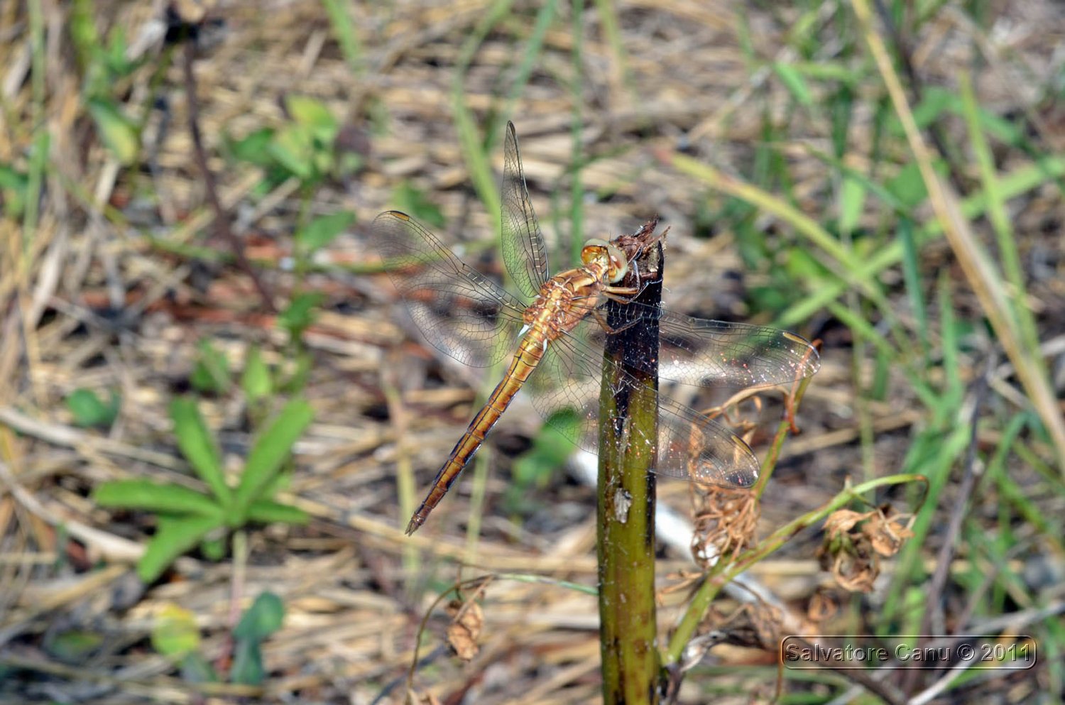 Dubbio?? Trithemis, Crocothemis e/o ....