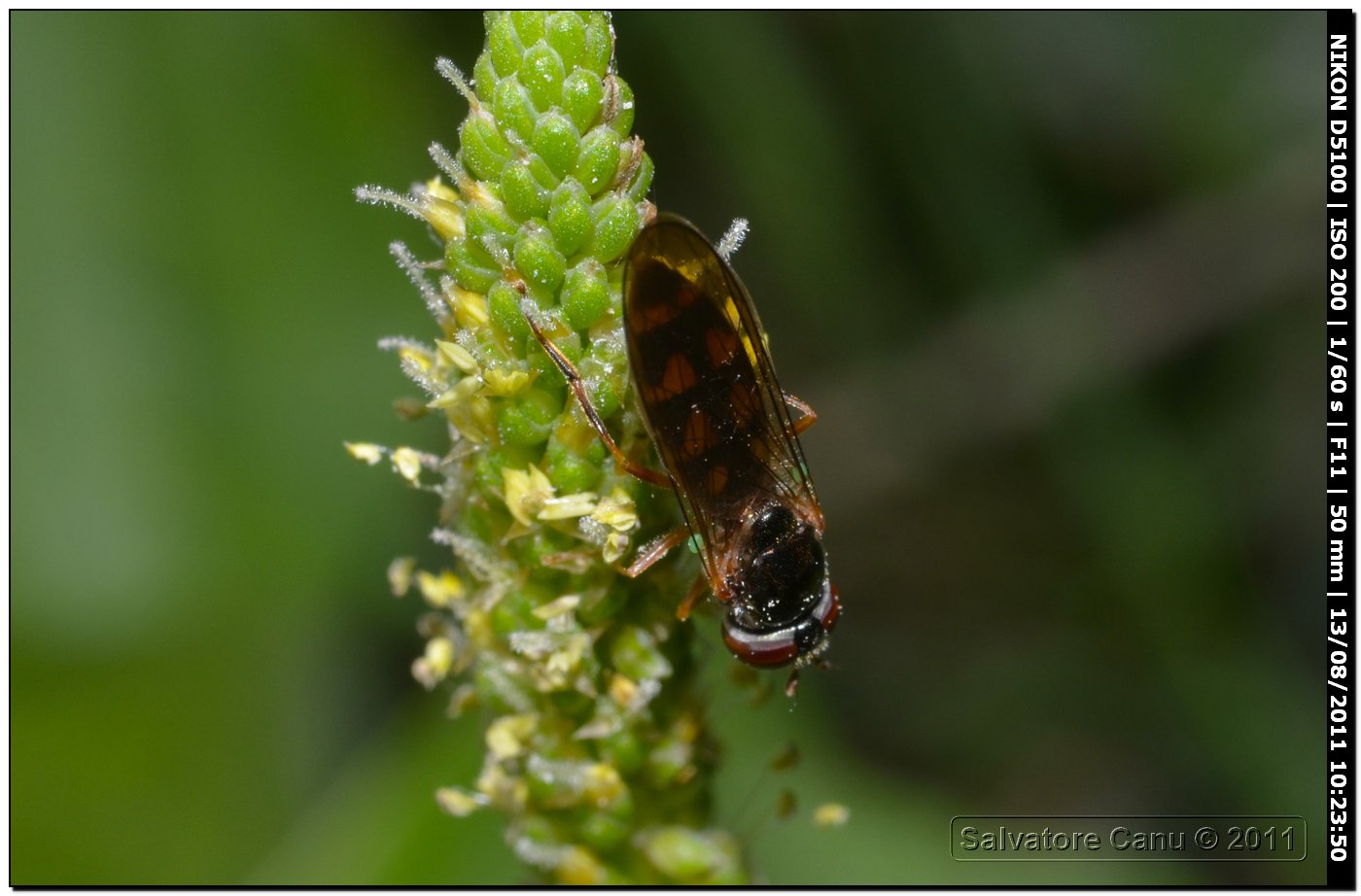 Da identificare, ca. 12mm