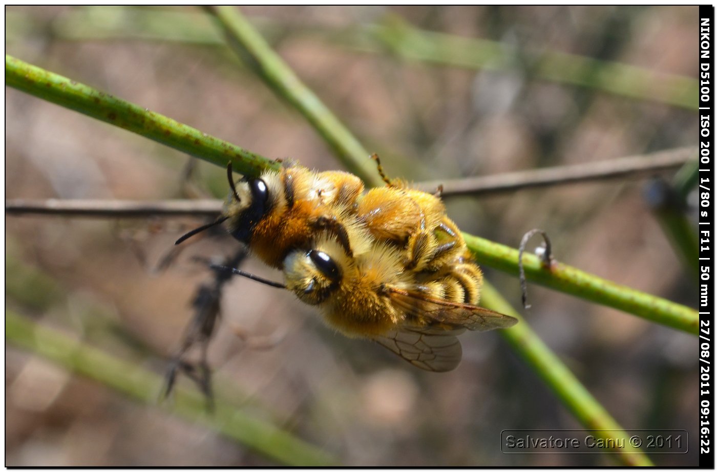 Coppia di Dasypoda hirtipes (Apidae Melittinae)