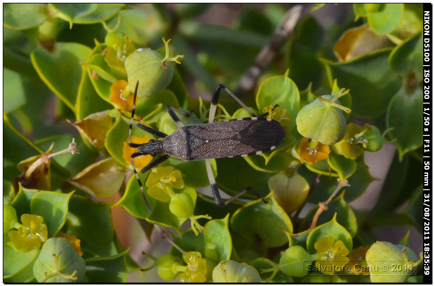 Stenocephalidae, Dicranocephalus albipes