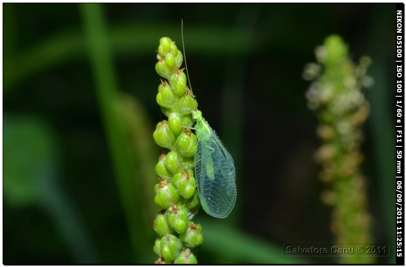 Chrysopa sp. e Dichochrysa sp. pr. picteti