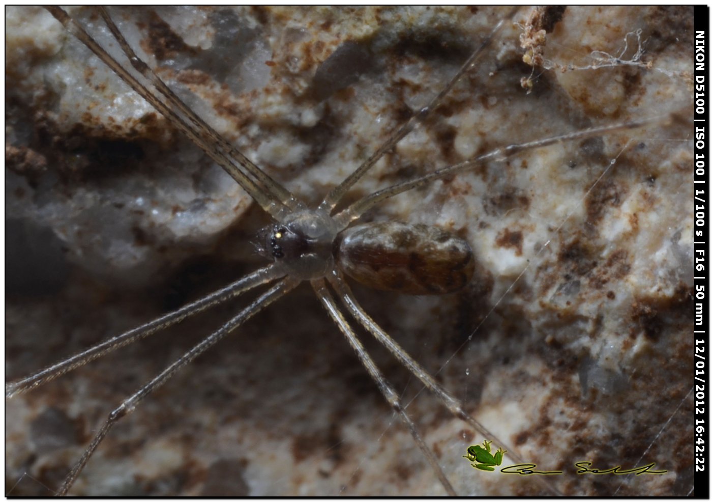 Holocnemus pluchei