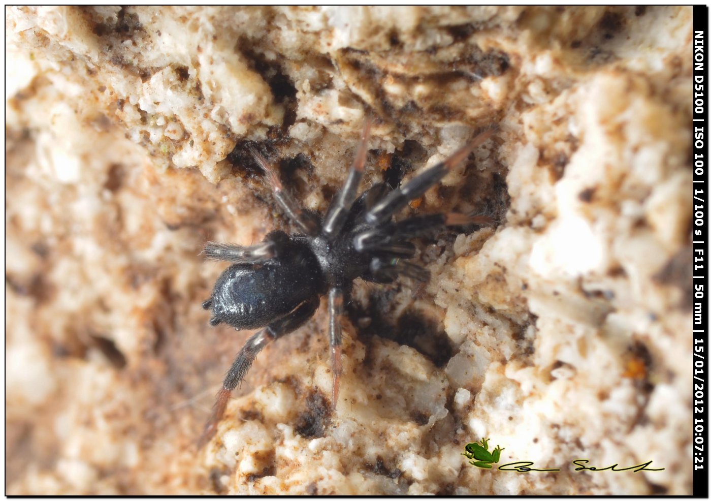 Gnaphosidae, cf. Setaphis carmeli